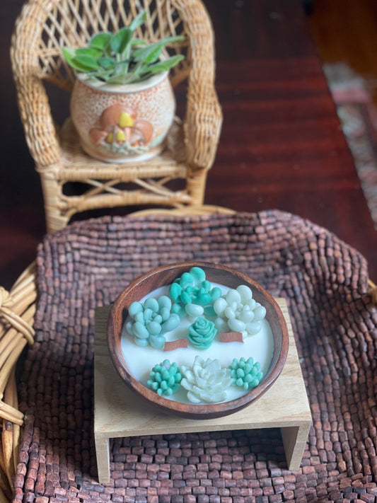 Green succulent garden in wooden bowl