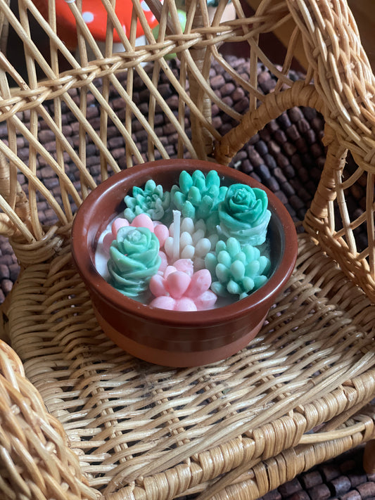 Pink and green succulent garden